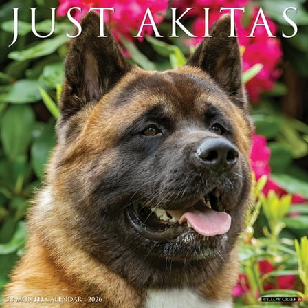 Akitas 2026 12 X 12 Wall Calendar, (Hardcover)
