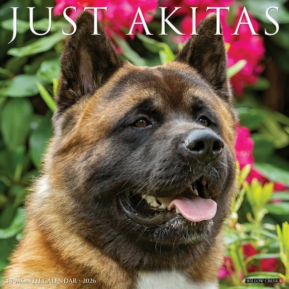 Akitas 2026 12 X 12 Wall Calendar, (Hardcover)