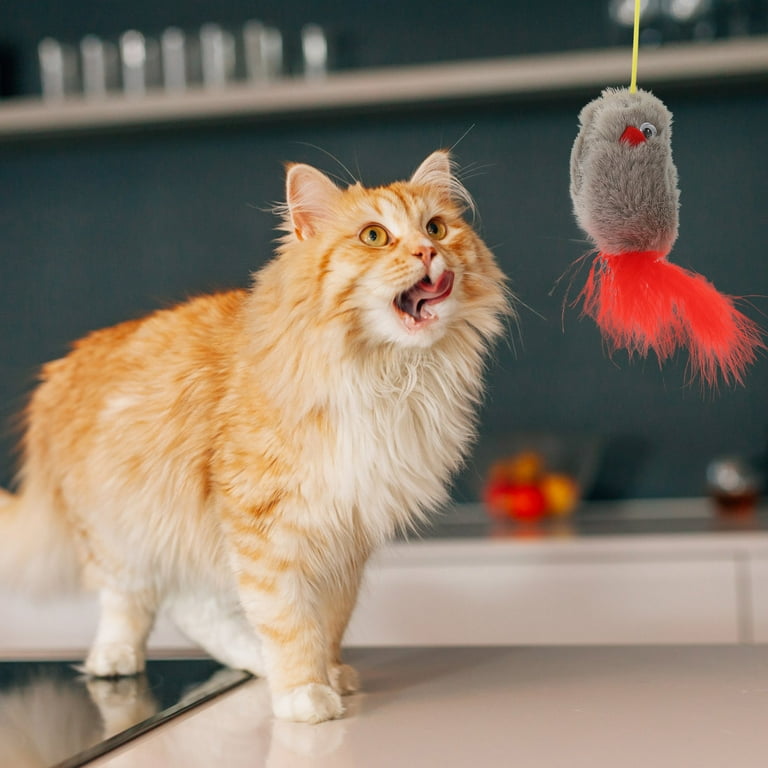 Cat toys for independent play sale
