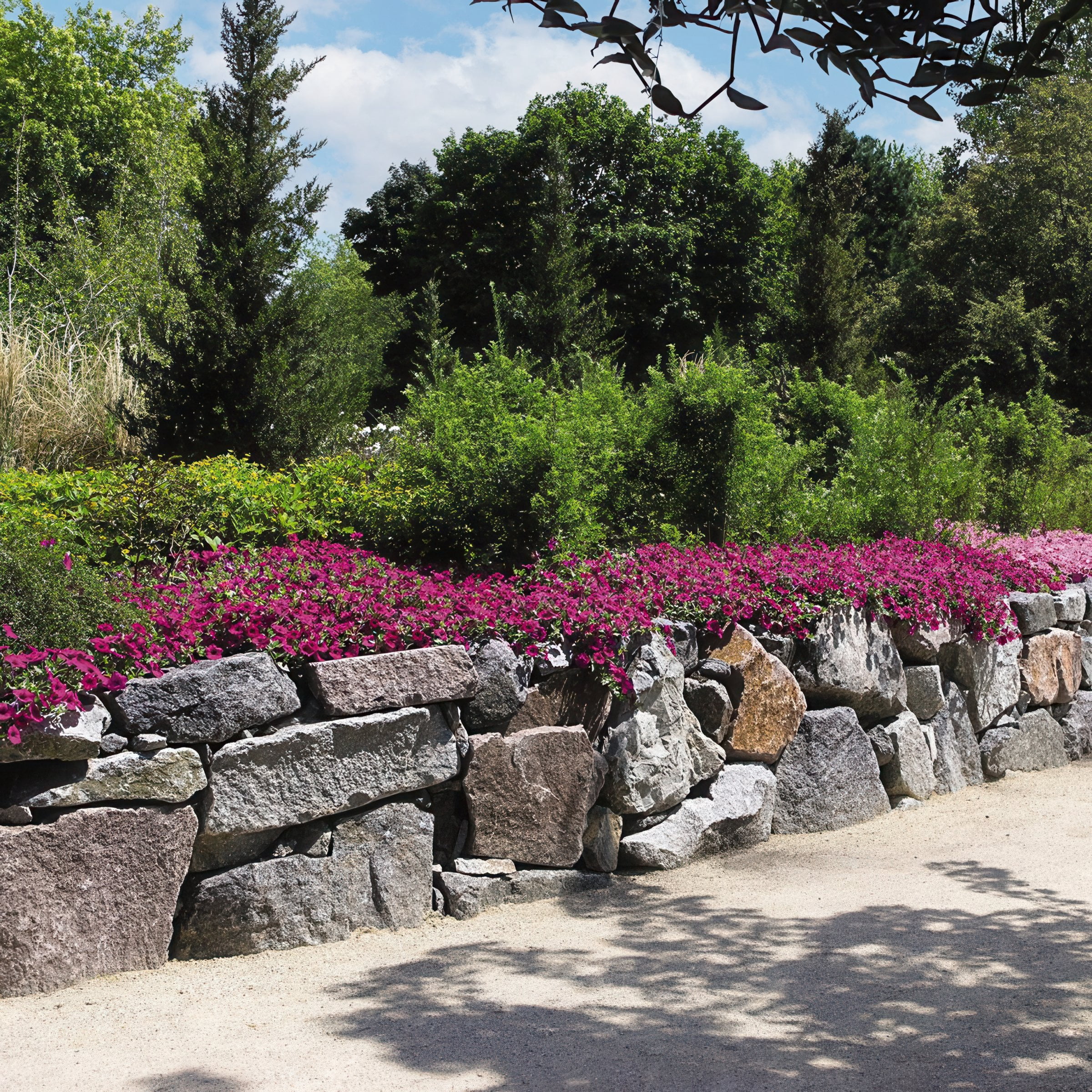 4 in. Petunia Wave Purple Classic Live Annual Plant with Purple Flowers (3-Pack)
