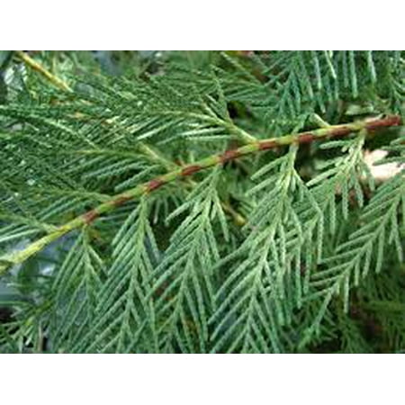 Leyland Cypress 4 Separate Plants in 4 Separate 2.5 inch Conatiners, 6-14 inches