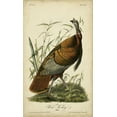 thumbnail image 2 of Audubon, John James 21x32 Gold Ornate Wood Framed with Double Matting Museum Art Print Titled - Audubon Wild Turkey, 2 of 4