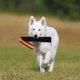 thumbnail image 4 of KAKOWELY Juguete de cuero para perros, juguete interactivo para morder, juguete para cachorros, juguete de entrenamiento para perros, 4 of 4