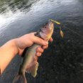 thumbnail image 1 of 50 piezas de pesca suave señuelos de gusano artificial cebos de pesca de cebo de pesca para accesorios de pesca de trucha de lubina, 1 of 7