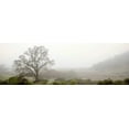 thumbnail image 2 of Blaustein, Alan 14x7 White Modern Wood Framed Museum Art Print Titled - Oak Tree - 55, 2 of 4
