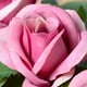 thumbnail image 4 of Nvzi 1 ramo de flores artificiales de tacto real para decoración de hogar, oficina, boda (rosa, 30 cm de largo), 4 of 5