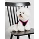 thumbnail image 2 of PETSIN 1pc Printed Pet Vest, 2 of 5