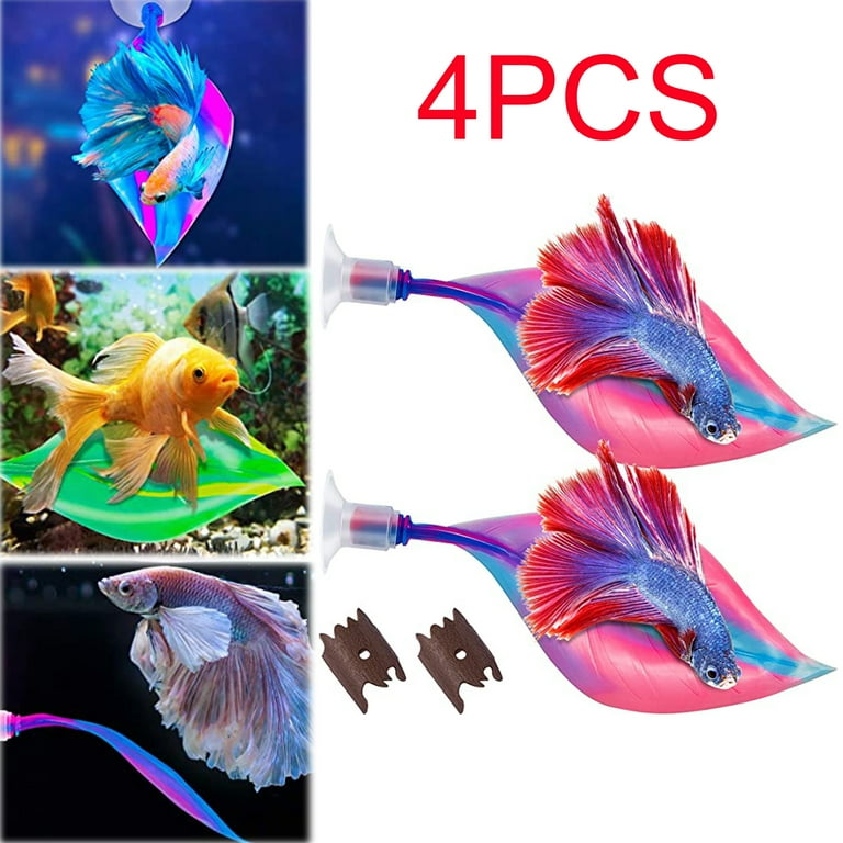 Walmart bettas 2025