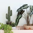 thumbnail image 6 of Worgeous  Artificial Cactus Arrangements Potted Prickly Pear Office, 6 of 8