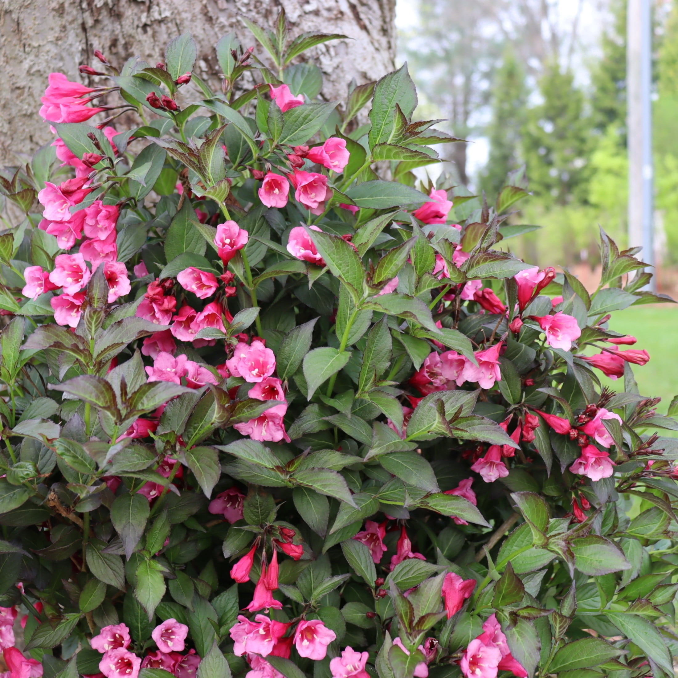 Proven Winners ColorChoice 6" Pink Sonic Bloom Wine Weigela Live Plant in 7.5" Pot