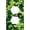 Camo Green_04, variant on Camo Black Purple 2 Gang Light Switch Cover Decorative, Abstract Hunter Army Camouflage Double Rocker Wall Plate Decora Switchplate Electrical GFCI Faceplate for Kitchen Bathroom Wall Panel Decor