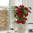thumbnail image 3 of Expert Gardener 2.25G Clematis Nubia Live Plants Full Sun Red, 3 of 6