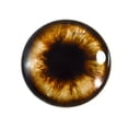 thumbnail image 2 of Brown Teddy Bear Glass Eyes, 2 of 7