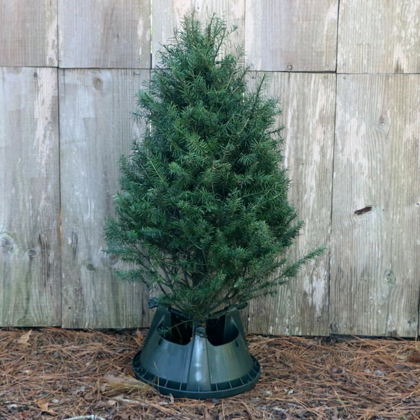 Real Douglas Fir 32' to 42' Fresh Cut Table Top Christmas Tree