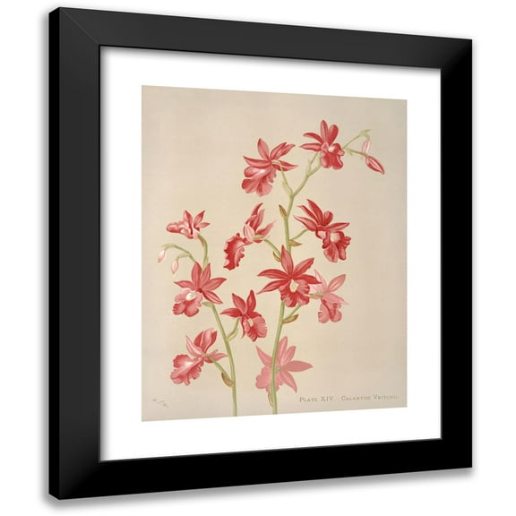 Harriet Stewart Miner 12x14 Black Modern Framed Museum Art Print Titled - Calanthe Veitchii (1885)