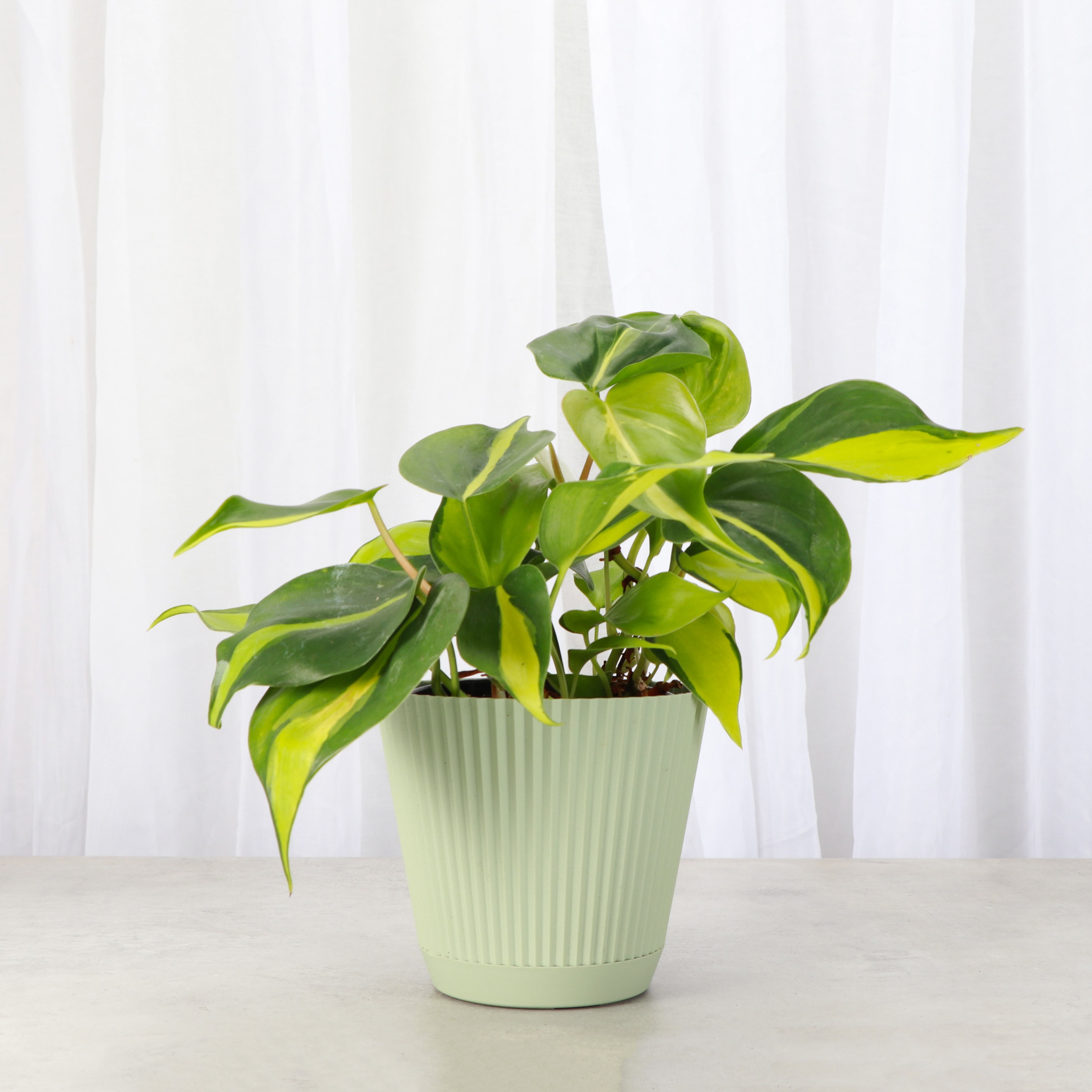 Live Brazil Philodendron Plant - Fast Growing - 4" Decorative Pot Cover - Thorsen's Greenhouse