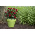 thumbnail image 3 of Petite Knock Out® Miniature Rose; Red Flowers; Full Sun, 3 of 4