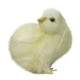 thumbnail image 5 of Juguete de peluche Pollito de peluche Palm Pet Chirpy Chick Easter Chick Juguete de peluche Wmkox8yii HAHFKSH1373, 5 of 5