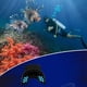 thumbnail image 2 of 5X Regulador de Boquilla de Snorkel Boquilla de Buceo Accesorio Universal Reemplazo Respirador de Silicona de Buceo Azul, 2 of 3