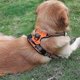 thumbnail image 3 of Reflective pulling harness for medium and large dogs, black, L, 3 of 3