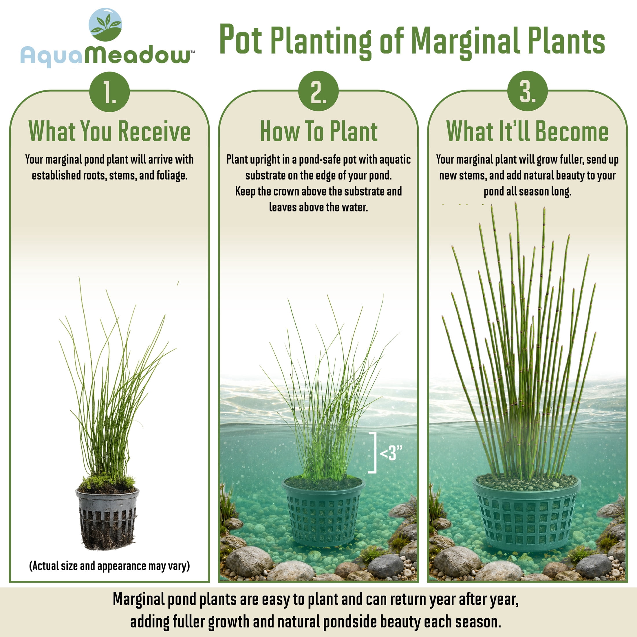AquaMeadow Dwarf Horse Tail Rush Potted Reg 3pk