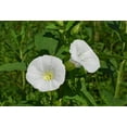 thumbnail image 2 of Night Blooming Morning Glory/ Annual/ Full Sun/25 Seeds 1 Gram/ Zellajake Farm and Garden - B324, 2 of 5