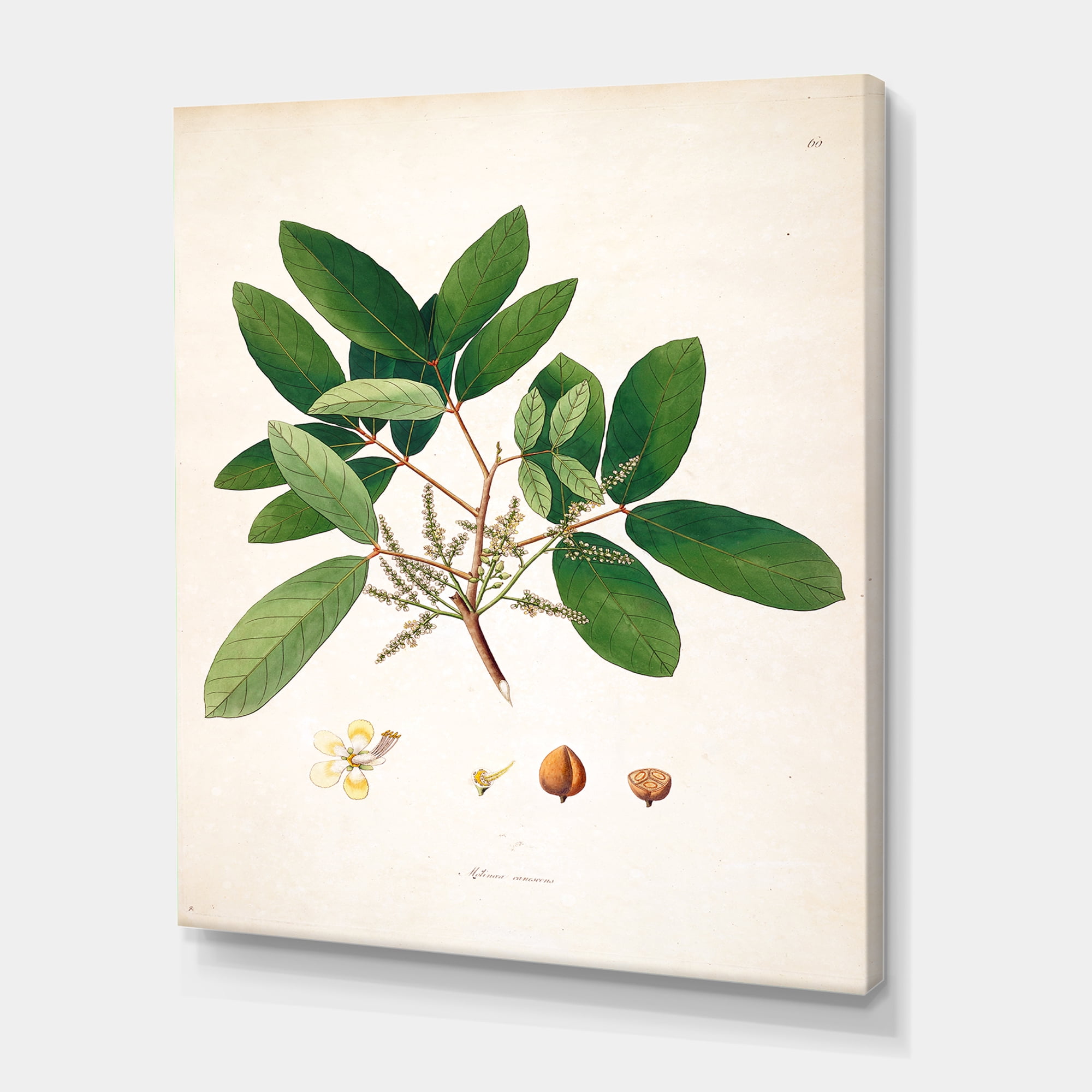 Designart ' Ancient Botanicals II ' Farmhouse Canvas Wall Art Print