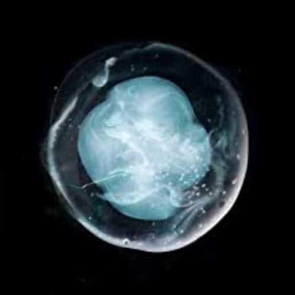 A Winged Victory for the Sullen - Undivided Five - Electronica - CD