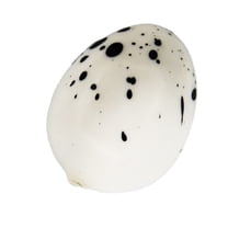 FRCOLOR Simulation Bird Eggs Mini Artificial Quail Egg Model Toy Creative Easter Decor for