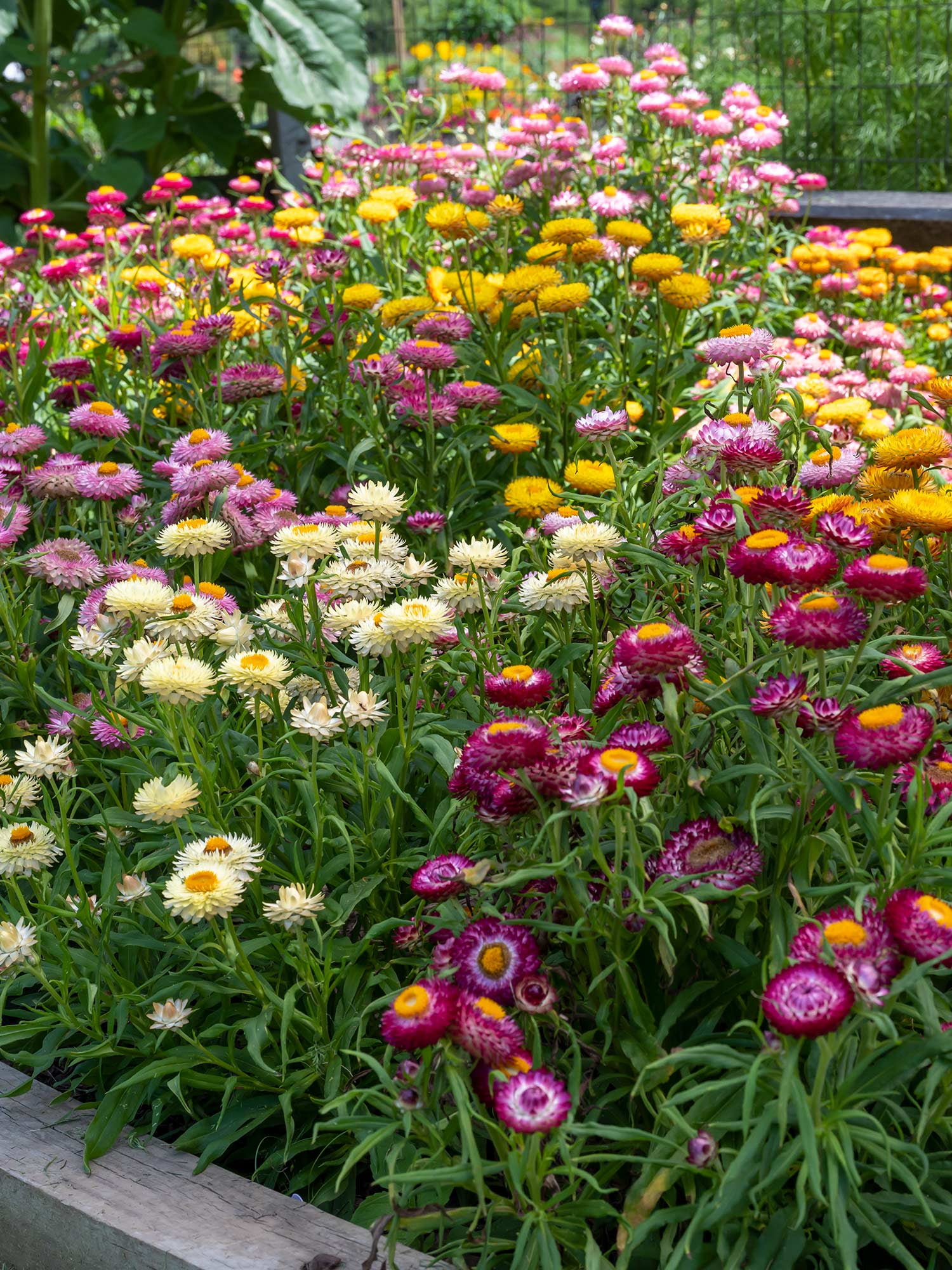 Burpee Tom Thumb Mixed Colors Strawflower