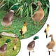 thumbnail image 2 of Decoración de aves de corral Tarjeta para patio Tarjeta decorativa Decoración para patio Acrílico Impresión a doble cara Tarjeta para fiesta Decoración de animales Decoración para jardín, 2 of 8