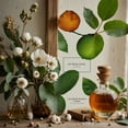 thumbnail image 4 of Jo Malone Lime Basil & Mandarin by Jo Malone, 1oz Cologne Spray for Unisex, 4 of 4