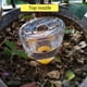 thumbnail image 3 of Gotero para plantas, bebedero para plantas, dispositivo de riego automático para plantas, bombillas para riego de plantas, parte superior de la línea, 3 of 3