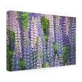thumbnail image 4 of Trademark Fine Art Cora Niele Blue Pink Lupine Field Canvas Wall Art - 30x47, 4 of 4