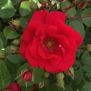 Blaze Climbing Rose by Heirloom Roses - Red Climbing Rose Bush