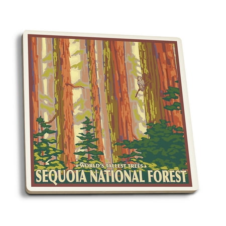 Sequoia National Forest, California - Redwood Trees - Lantern Press Artwork (Set of 4 Ceramic Coasters - Cork-backed, (Best Place To See Redwood Trees In California)