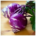 thumbnail image 4 of Everwilde Farms - 250 Purple Vienna Kohlrabi Seeds - Gold Vault Jumbo Bulk Seed Packet, 4 of 5