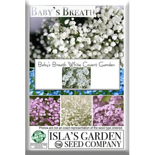 Baby's Breath Flowers, 2000 Heirloom Flower Seeds per Packet, Non GMO Seeds, Isla's Garden Seeds
