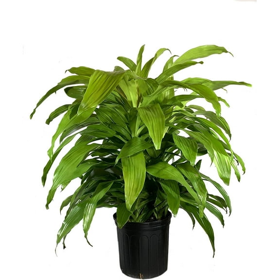 Dracaena Lime Light - Live Plant in an 10 Inch Growers Pot - Dracaena Fragrans 'Limelight' - Beautiful Indoor Air Purifying Houseplant