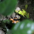 thumbnail image 3 of (For 3-6 years)12Pcs Educational Realistic Amphibians Action Figures Play Set Frogs Models Party Model Decorations Toys, 3 of 14
