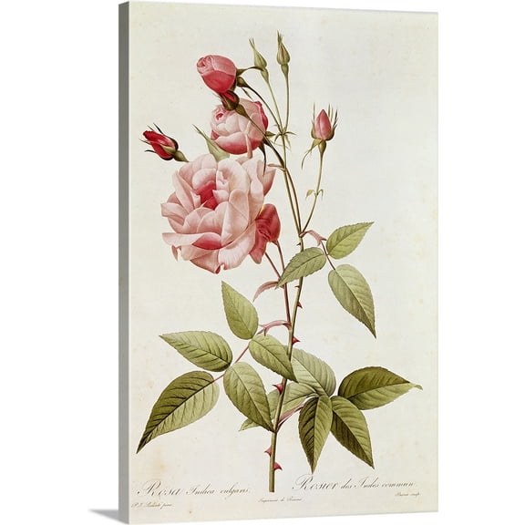Great BIG Canvas | "Rosa Indica Vulgaris, from Les Roses by Claude Antoine Thory" Canvas Wall Art - 16x24