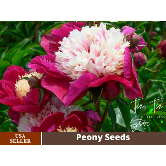 10  Rare Seeds| White Cap Peony Seeds #B008 [BUY 3 GET 1 FREE]