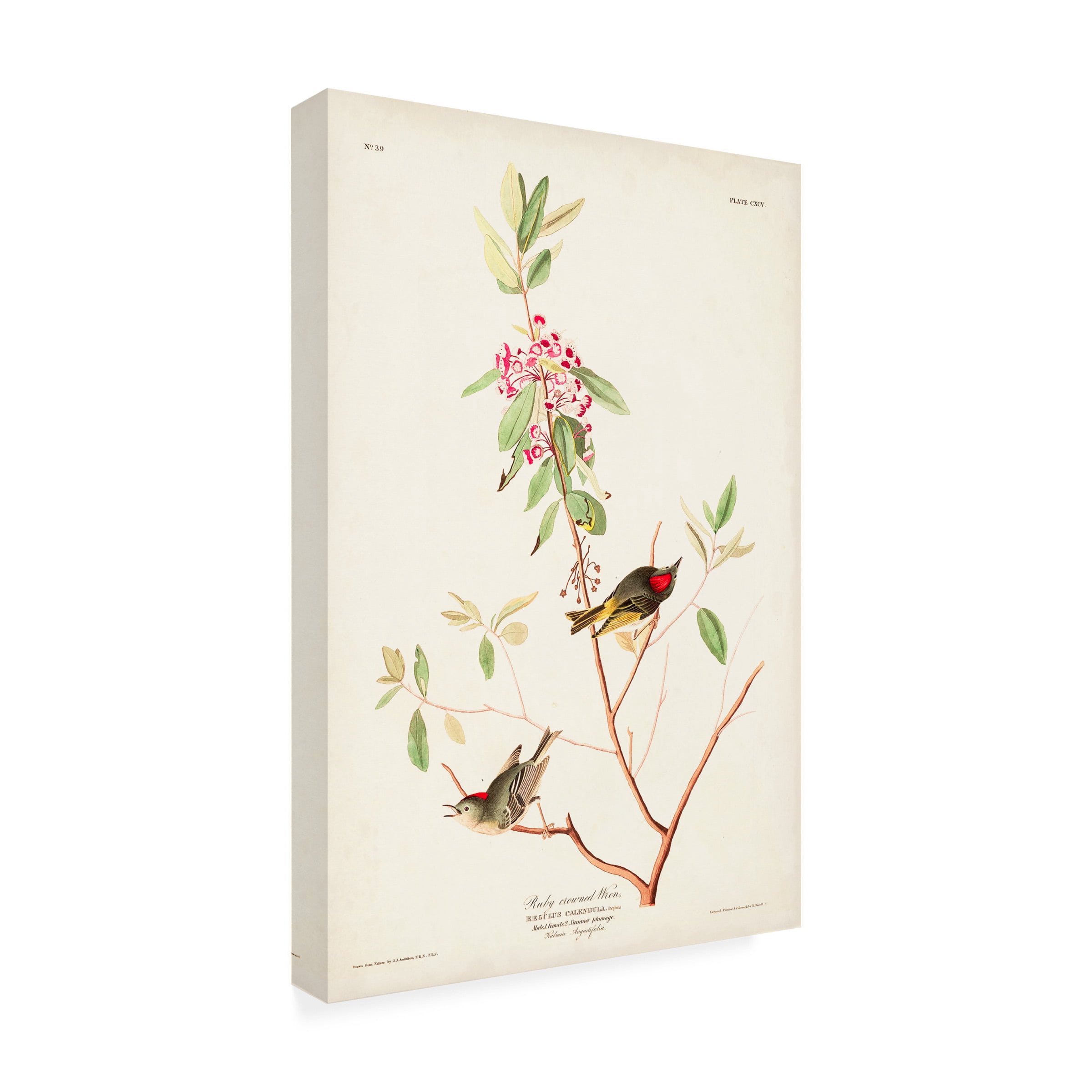 John James Audubon 'Ruby Crowned Wren' Canvas Art