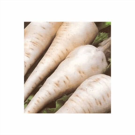 Parsnip Harris Model Great Heirloom Vegetable by Seed Kingdom (1/4 Lb Seeds)