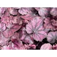 thumbnail image 3 of Electric Plum Coral Bells - Heuchera - Perennial - 2.5" Pot, 3 of 4
