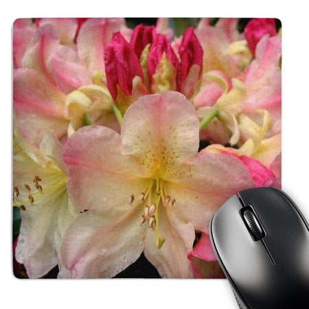 3dRose  Rhododendron  MousePad price history on PriceWatchPro
