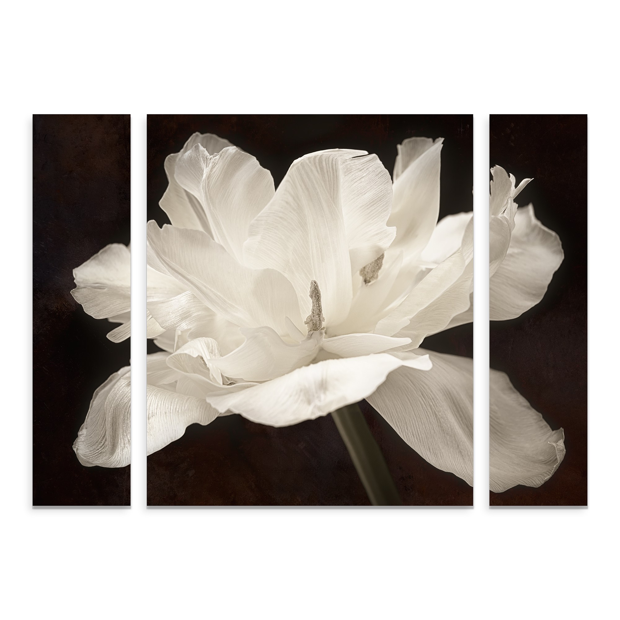 Trademark Fine Art 'White Tulip I' Multi-Panel Canvas Art Set by Cora Niele