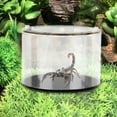 thumbnail image 2 of Boîte d'Alimentation pour Animaux de Compagnie, Bouteille de Paysage Écologique Ronde avec Lézards, Valeur Exceptionnelle, 2 of 12