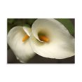 thumbnail image 2 of Gango Home Decor Calla Lilies III by Rita Crane (Printed on Paper); One 36x24in Fine Art Paper Giclee Print, 2 of 4