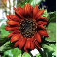 thumbnail image 5 of TomorrowSeeds - Earthwalker Sunflower Seeds - 200+ Count - For 2026 Planting Helianthus, 5 of 7